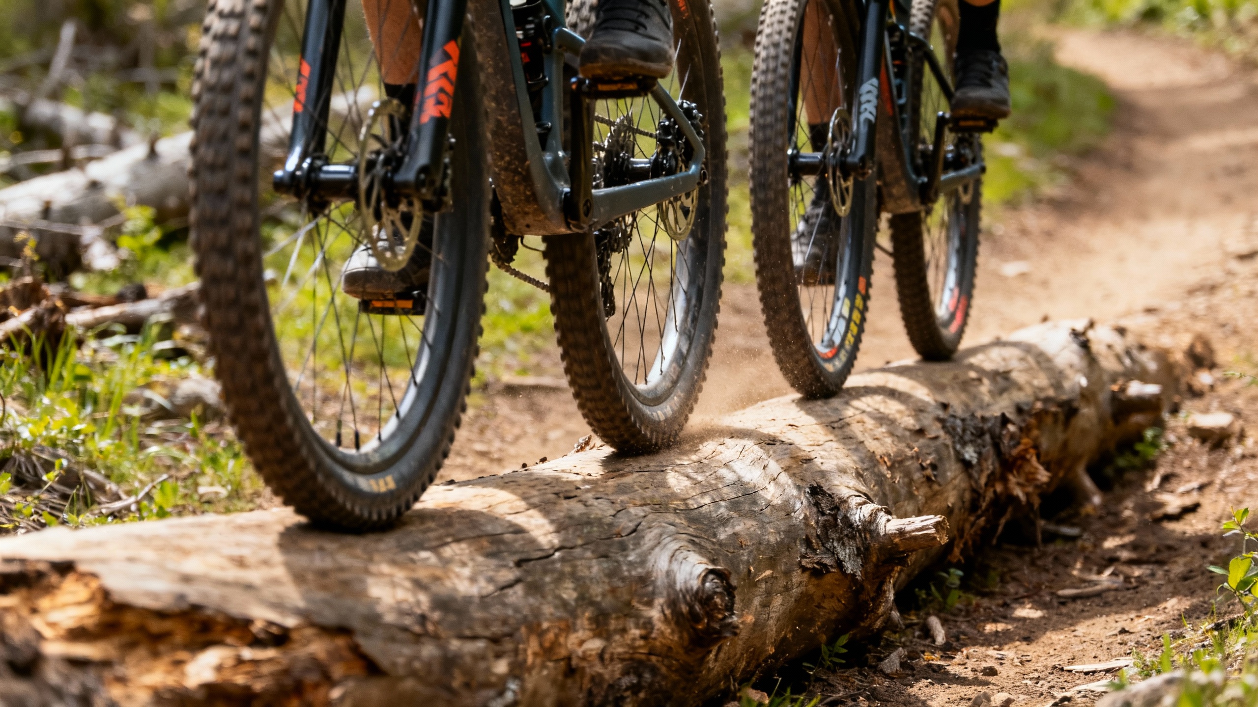 Mountain bikes wheels on the fallen tree in the forest.